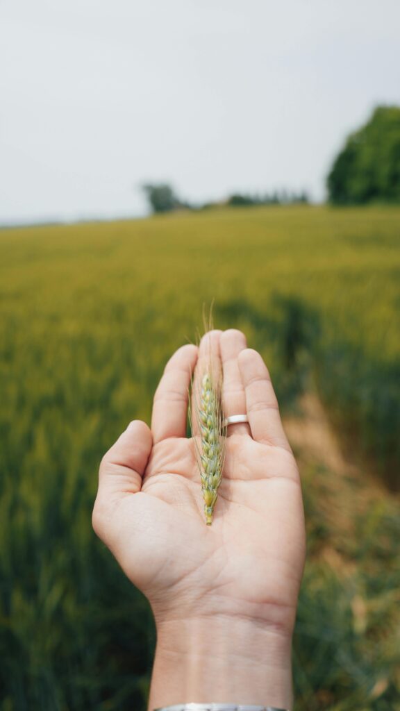 A hand holding a wheat stalk in a lush green field in Veneto, Italy.